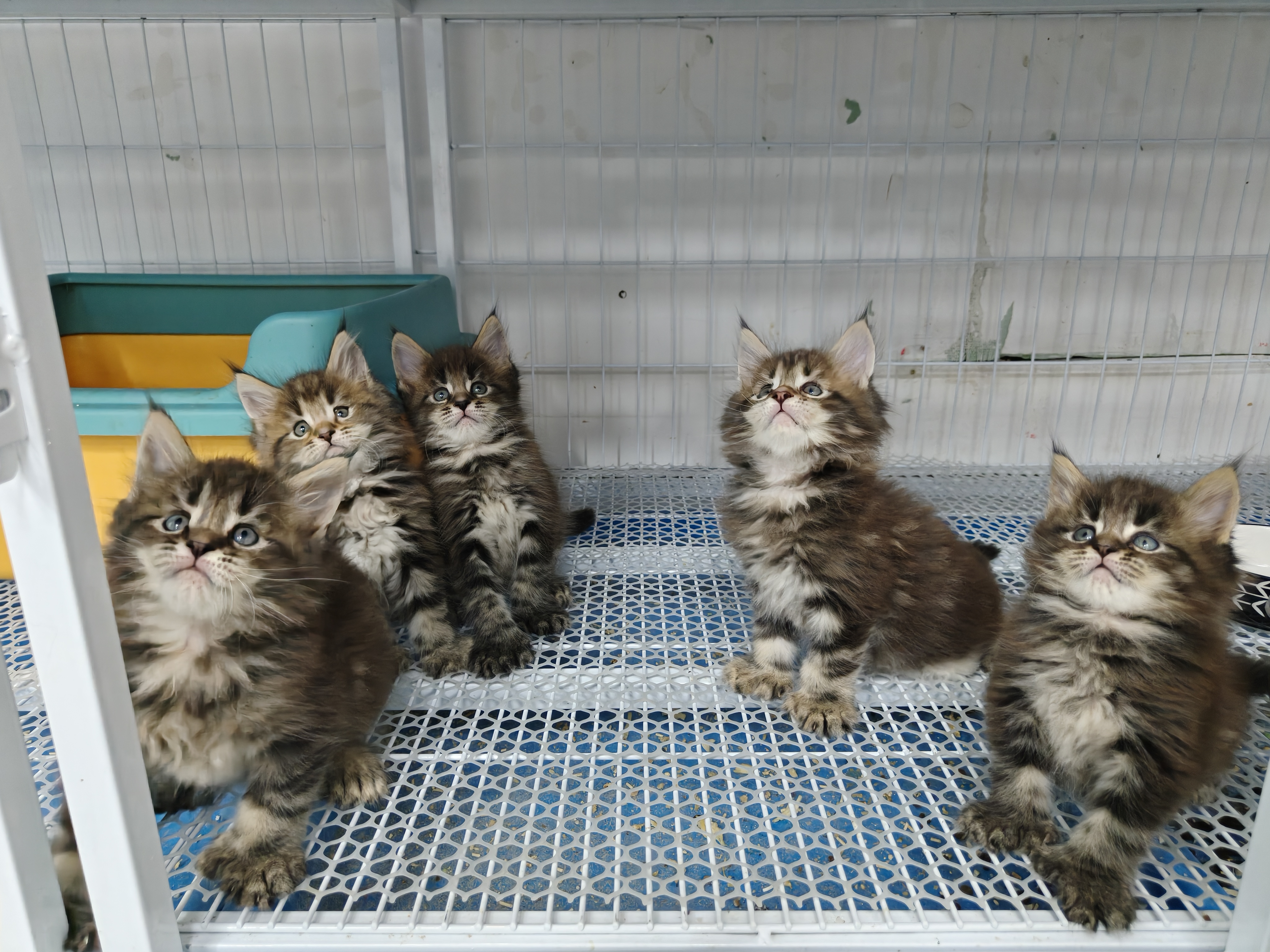 缅因猫弟弟，都是前六后六，大脚宝宝，喜欢的来聊吧